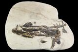 11.2" Fossil Enchodus (Fanged Fish) Jaws - Morocco - #107651-1